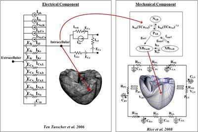 Influence of Fibrosis Amount and Patterns on Ventricular Arrhythmogenesis and Pumping Efficacy: Computational Study